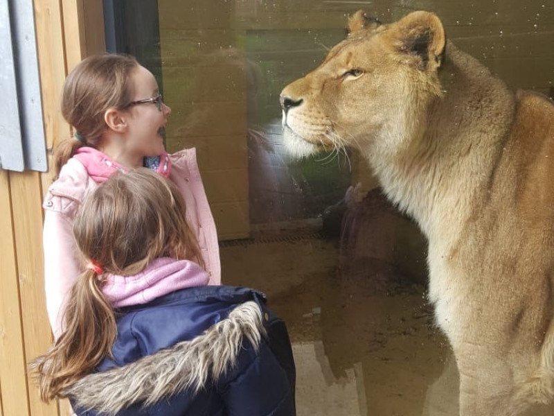 Rescued lion brothers move into new home
