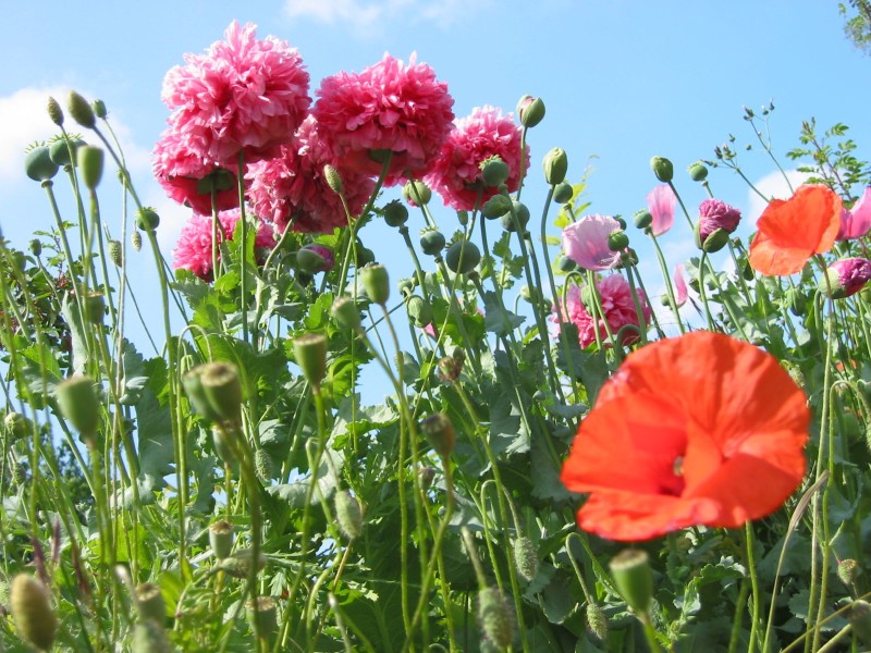Delivering biodiversity net gain in Dorset
