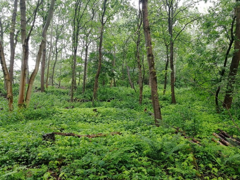 Right tree, right place:  planting to benefit nature and communities