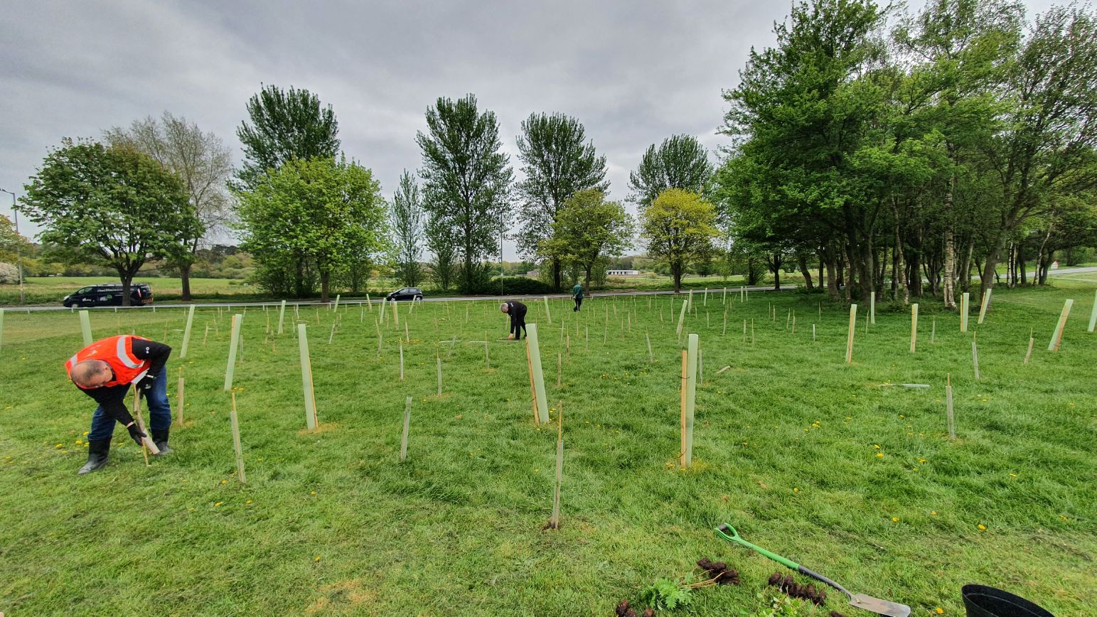 Midlands tree planting (3).jpg